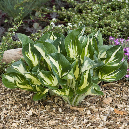 Hosta 'Sting'