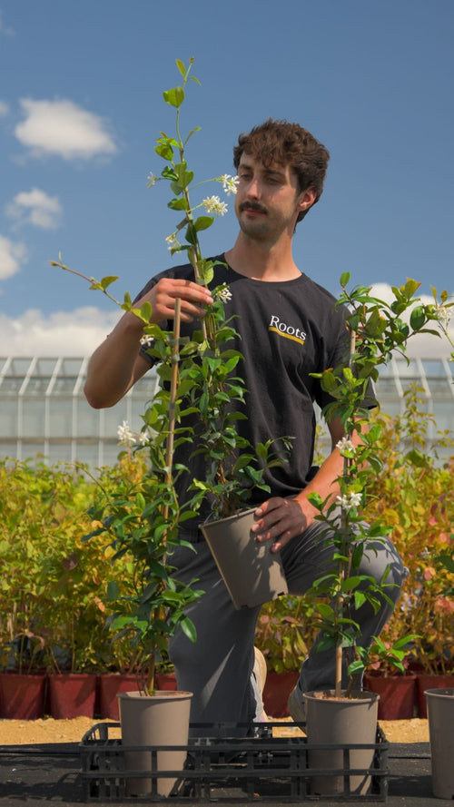 How we pack your climbing plants