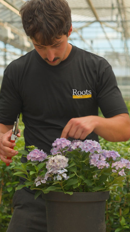 How we pack your shrubs