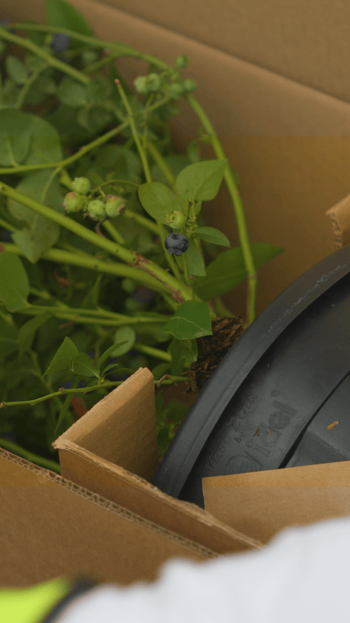 How we pack your fruit plants