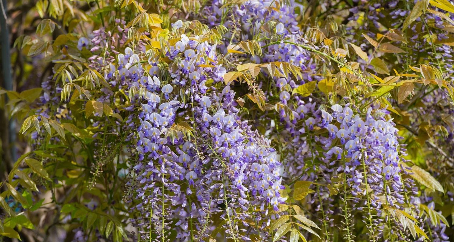 How to Create a Wisteria Umbrella
