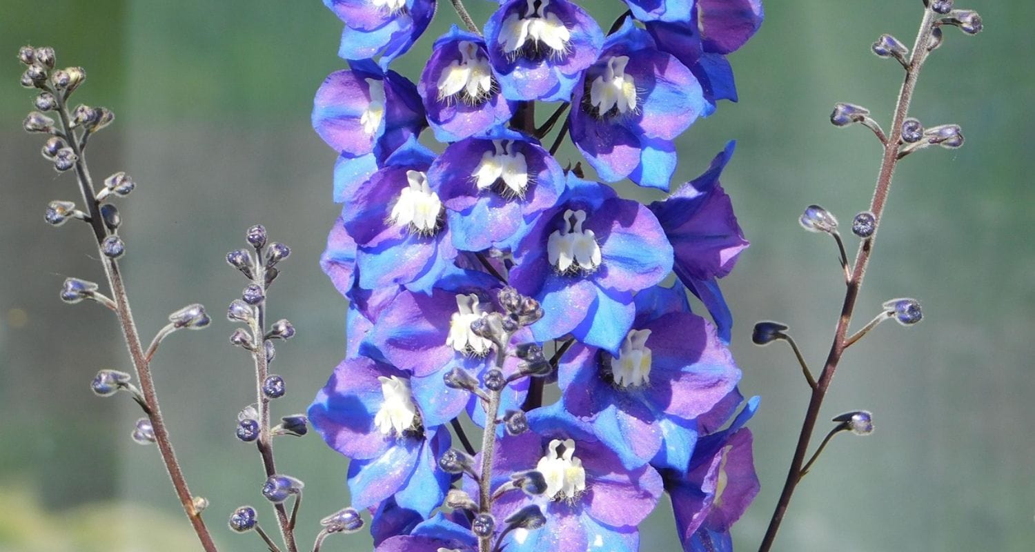 How to Grow Delphiniums: A Complete Care Guide