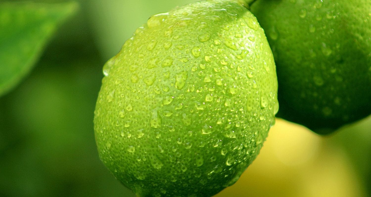 How to Grow Limes