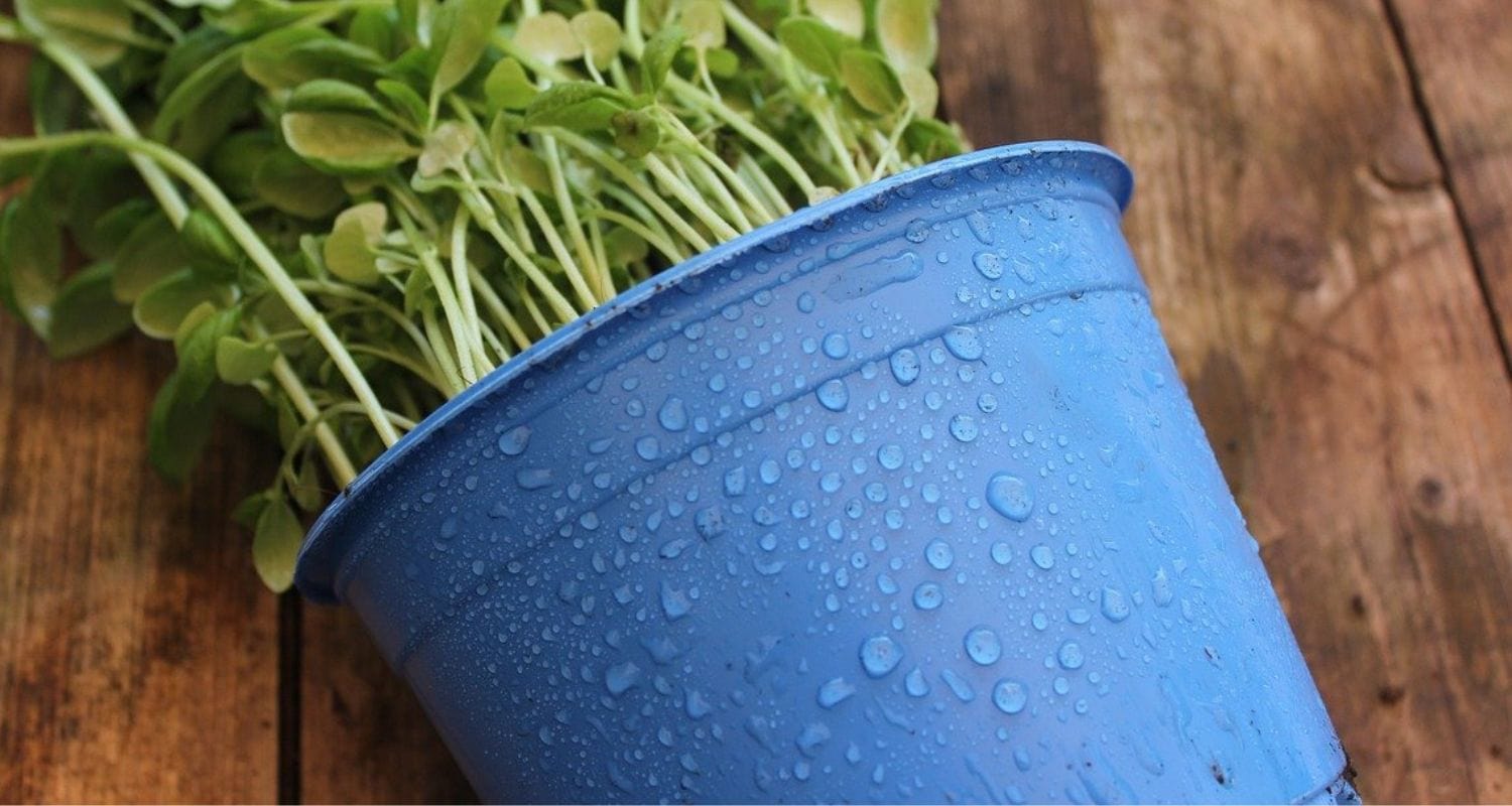 How to Recycle Plant Pots (And Everything Else!) β Roots Plants