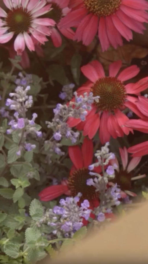 How we pack your perennials