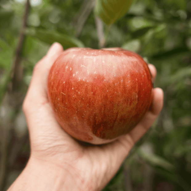 'Howgate Wonder' Apple Tree Fruit Trees