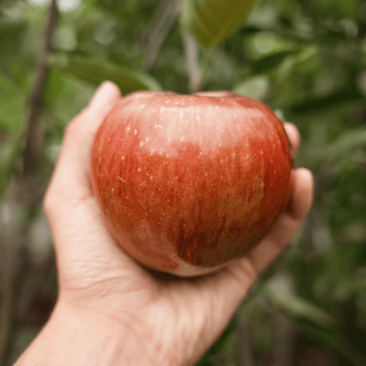 'Howgate Wonder' Apple Tree Fruit Trees