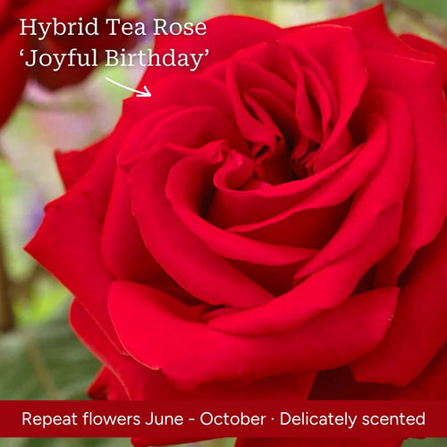 The Rose Gift Shrubs