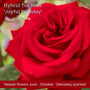 The Rose Gift Shrubs