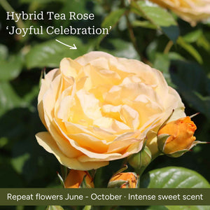 The Rose Gift Shrubs