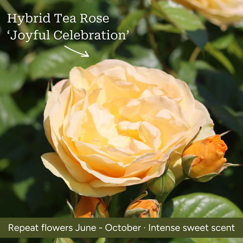 The Rose Gift Shrubs