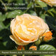 The Rose Gift Shrubs