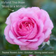 The Rose Gift Shrubs
