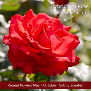 The Rose Gift Shrubs