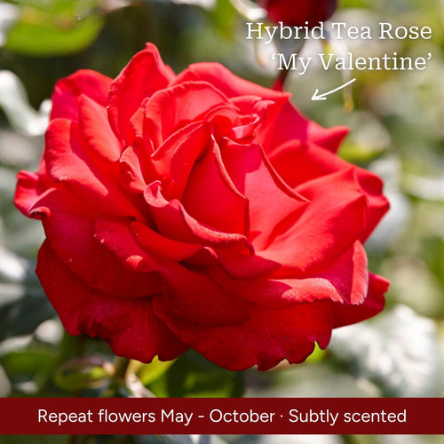 The Rose Gift Shrubs