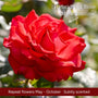 The Rose Gift Shrubs