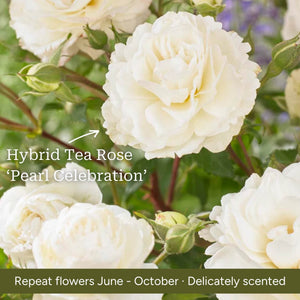 The Rose Gift Shrubs