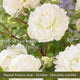 The Rose Gift Shrubs