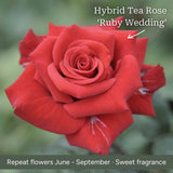 The Rose Gift Shrubs