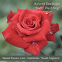 The Rose Gift Shrubs