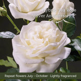 The Rose Gift Shrubs