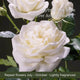 The Rose Gift Shrubs