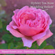 The Rose Gift Shrubs