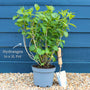 Hydrangea macrophylla 'Mariesii Perfecta' Shrubs