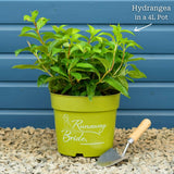 Hydrangea 'Runaway Bride' Shrubs