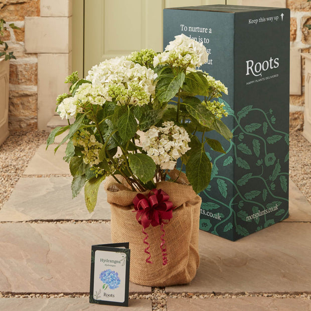 The Hydrangea Gift Shrubs
