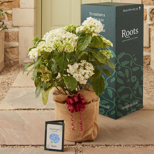 The Hydrangea Gift Shrubs