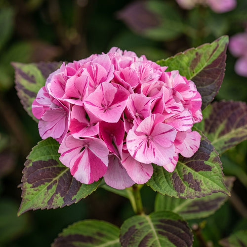 Hydrangea 'Rendez-Vous Confetti Panther' Shrubs