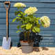 Hydrangea arborescens 'Annabelle' Shrubs