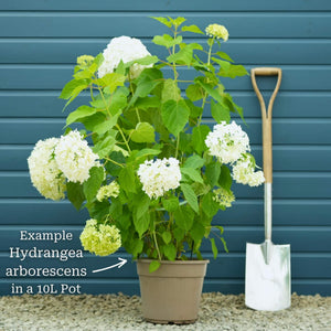 Hydrangea arborescens 'Annabelle' Shrubs
