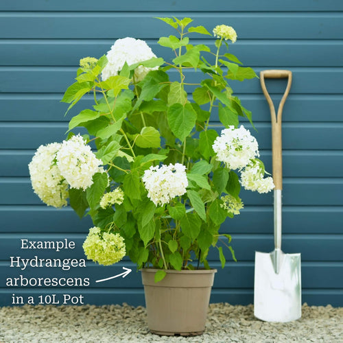 Hydrangea arborescens 'Annabelle' Shrubs