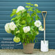 Hydrangea arborescens 'Annabelle' Shrubs