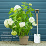 Hydrangea arborescens 'Annabelle' Shrubs