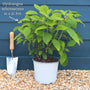 Hydrangea arborescens 'Strong Annabelle' Shrubs