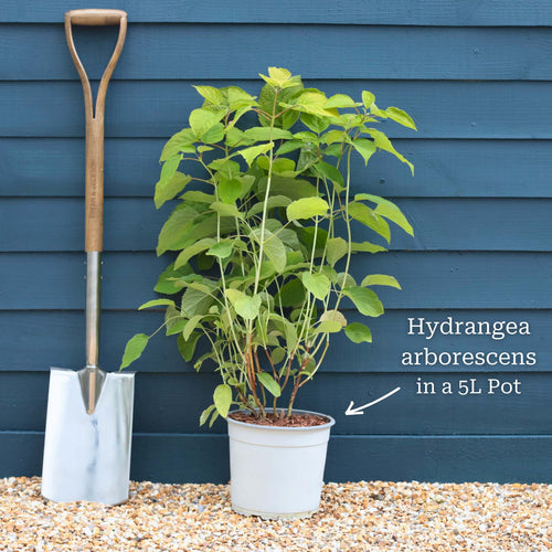 Hydrangea arborescens 'Strong Annabelle' Shrubs