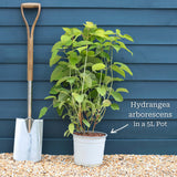 Hydrangea arborescens 'Strong Annabelle' Shrubs