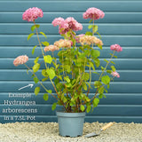 Hydrangea arborescens 'Annabelle' Shrubs