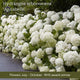 The Hydrangea Gift Shrubs