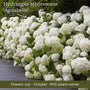 The Hydrangea Gift Shrubs