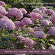 The Hydrangea Gift Shrubs