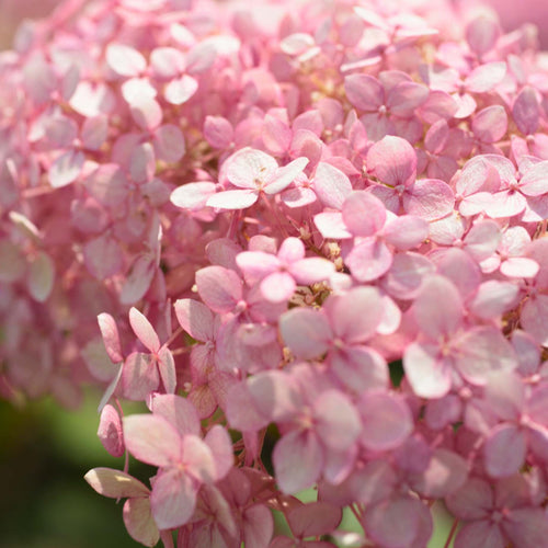 Hydrangea arborescens 'Ruby Annabelle' Shrubs