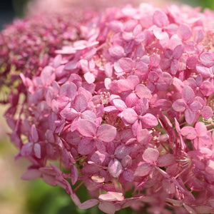 Hydrangea arborescens 'Ruby Annabelle' Shrubs