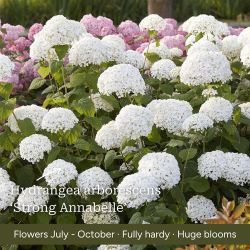 The Hydrangea Gift Shrubs