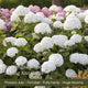 The Hydrangea Gift Shrubs