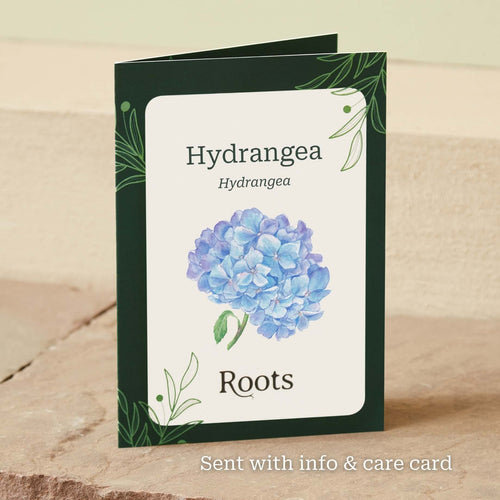 The Hydrangea Gift Shrubs