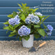 Hydrangea macrophylla 'Florentina Pink' Shrubs